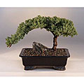 Bonsai Juniper in Water Pot