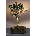 Bonsai Money Tree