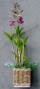 Potted Dendrobium Plant