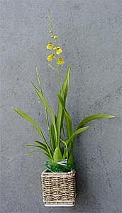 Kaimu Potted Oncidium Orchid Plant