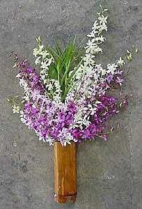 20 Stems Dendrobium Orchids