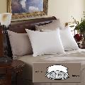 Soft Support Crown of Down 300 Thread Count Pillow (Set of 4)