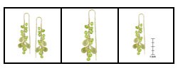 14-kt Yellow Gold Lemon Quartz Peridot Earrings