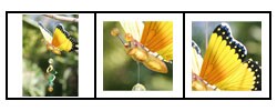 Large Butterfly Garden Bouncer
