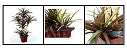 Dracaena Silk Plant