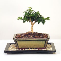 Kingsville Boxwood 4-5 - inch Bonsai Tree