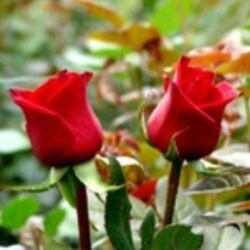 Red Roses Rouge Basier - 60cm (23