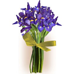 Simply Iris Bouquet