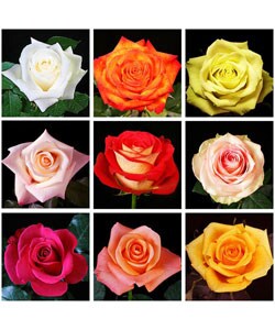 125 Stems Assorted 40 cm Color Roses