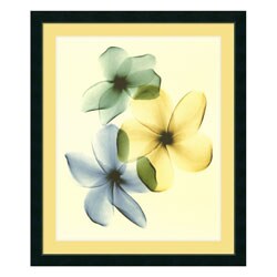 Steven N. Meyers Plumeria Framed Art Print