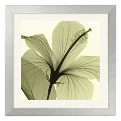 Steven N. Meyers Hibiscus Framed Art Print