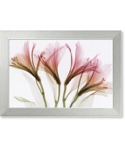 Steven N. Meyers Alstromeria Framed Art Print