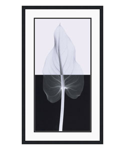 Steven N. Meyers Calla Leaf II Framed Art Print