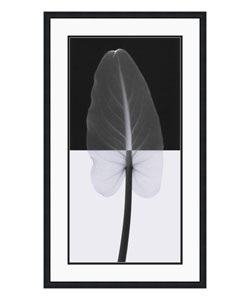 Steven N. Meyers Calla Leaf I Framed Art Print