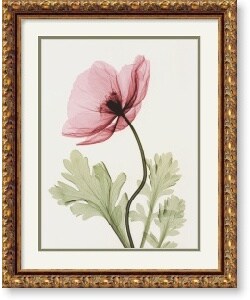 Steven N. Meyers Iceland Poppy II Framed Art Print