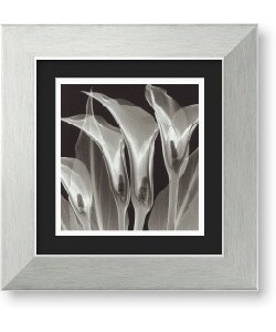Steven N. Meyers Four Callas #3 Framed Art Print