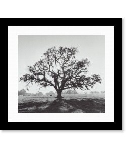 Ansel Adams Oaktree Sunrise Northern California Framed Print