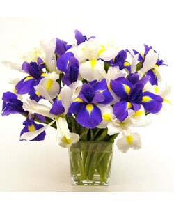 Assorted Iris Bouquet