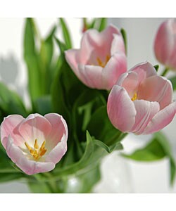 Flower of the Month Club Memberships (6 Months)