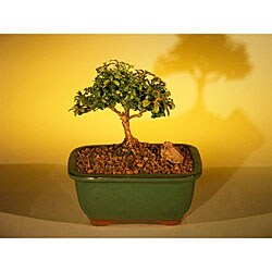 Kingsville Boxwood Medium-size Bonsai Tree