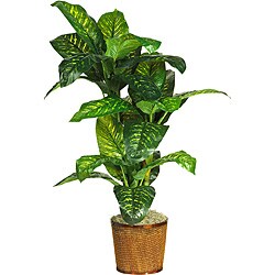 Dieffenbachia 'Real Touch' 5-foot Silk Plant
