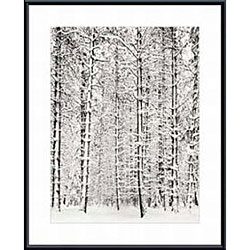 Ansel Adams 'Pine Forest in the Snow, Yosemite' Framed Art Print