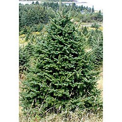 Fresh-cut Full-size Maine Balsam Christmas Tree