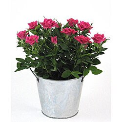 Pretty Pink Roses