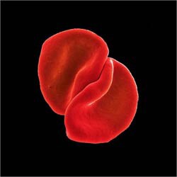 Peter Gabriel - Scratch My Back [Special Edition]