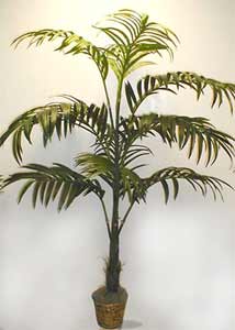 Kentia 8-foot Silk Palm Tree