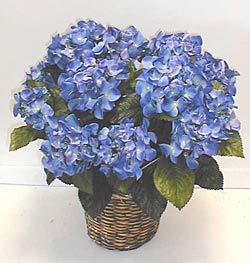 Double Potted Hydrangea Bush (Blue)