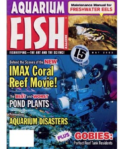 Aquarium Fish