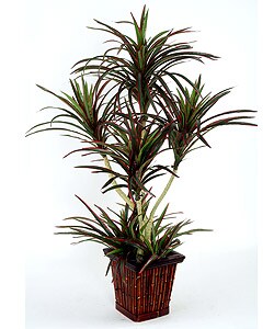 Dracaena Silk Plant
