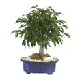 Ficus Oriental 8-inch Bonsai Tree