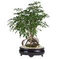 Schefflera 8-inch Bonsai Tree