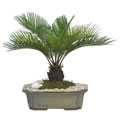 Sago Palm 12-inch Bonsai Tree