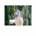 Arabian Horse World