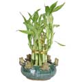 Two-tier Tower Lucky Bamboo Multiple Frog Vase