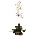 Silk Phalaenopsis Root Base Plant
