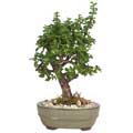 Jade 6-inch Bonsai Tree