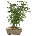 Sheffelera 6-inch Bonsai Tree