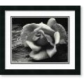 Ansel Adams Rose and Driftwood Framed Print