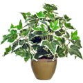 Forever Silk Sweet English Ivy