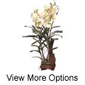 Large Silk Vanda Orchid Plant with Root Base