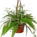 Forever Silk Spring Green Splendor Silk Plant