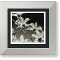 Steven N. Meyers Orchid Denrobium Framed Print