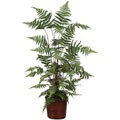 Forest Fern Silk Plant