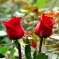 Red Roses Rouge Basier - 60cm (23") - 75 stems