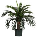 Phoenix Silk Palm Tree (29 in.)