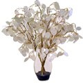 Forever Silk Lucky Lunaria